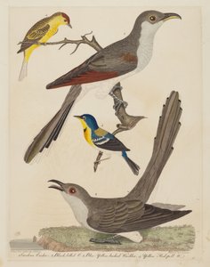 Carolina Guguk Kuşu, Kara Gagalı Guguk Kuşu, Mavi Sarı Sırtlı Ötleğen ve Sarı..., pub. 1808-1814.