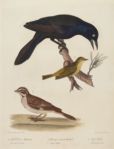 Dişi Karga Karatavuk, Turuncu Taçlı Ötleğen, Lark Finch.