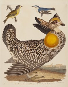 Pinnated Grous, Blue-green Warbler ve Nashville Warbler, 1808-1814 yayınlandı.