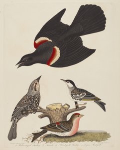 Kızıl Kanatlı Starling, Dişi Kızıl Kanatlı Starling, Kara Anket Ötleğen ve Küçük...,yayın.1808-1814.