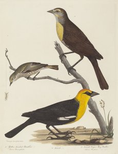 Sarı başlı Karatavuk, Dişi Karatavuk ve Dişi Cape May Warbler.