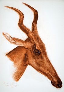 Afrika Çizimleri ve Tabloları