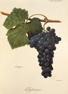 A. Kreyder tarafından Aglianico üzümü by Alexis Kreyder