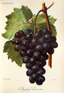 Appley Towers üzüm. Çizim A. Kreyder., Pessione, Traite General de Viticulture