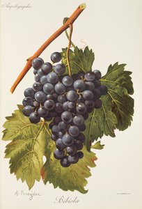 Bibiola üzümü, A. Kreyder