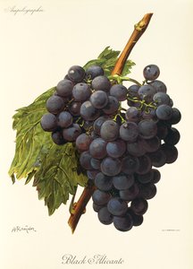 Siyah Alicante üzümü, A. Kreyder