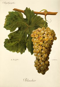 A. Kreyder
