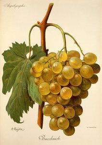 A. Kreyder tarafından Buccleuch üzümü by Alexis Kreyder