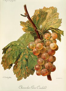Chasselas Gros Coulard üzümü, A. Kreyder by Alexis Kreyder