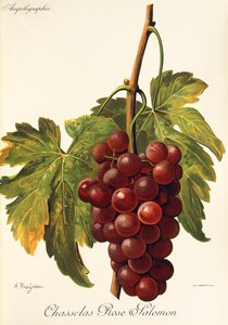 Chasselas Rose Salomon üzümü, A. Kreyder