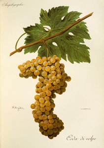 Coda di Volpe üzümü, A. Kreyder by Alexis Kreyder