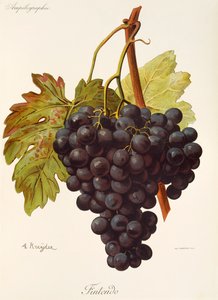 Fintendo üzümü, A. Kreyder by Alexis Kreyder