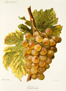 Gradiska üzümü, A. Kreyder by Alexis Kreyder