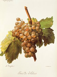 A. Kreyder tarafından Gris de Salces üzümü by Alexis Kreyder