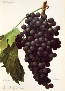 A. Kreyder tarafından Gros de Coveretto üzüm by Alexis Kreyder