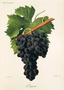 Inzolia üzümü, A. Kreyder by Alexis Kreyder