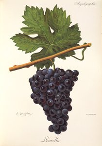 Lourella üzümü, A. Kreyder by Alexis Kreyder