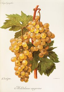 A. Kreyder Madeleine Angevine üzümü