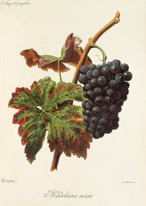 A. Kreyder Madeleine Noire üzümü by Alexis Kreyder