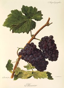 Meunier üzümü, A. Kreyder by Alexis Kreyder