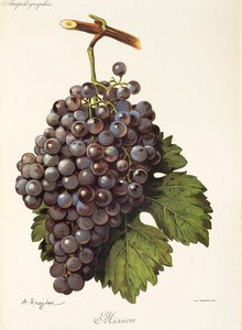A. Kreyder tarafından misyon üzüm by Alexis Kreyder