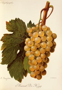 Muscat Dr. Hogg üzümü, A. Kreyder