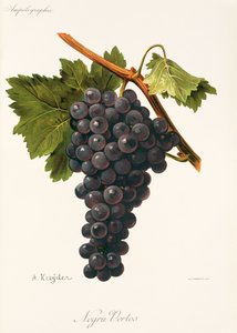 Negru Vertos üzümü, A. Kreyder by Alexis Kreyder