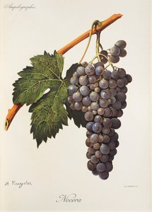 Nocera üzümü, A. Kreyder