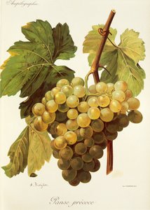 Panse Precoce üzümü, A. Kreyder