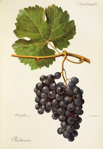 Piedirosso üzümü, A. Kreyder by Alexis Kreyder