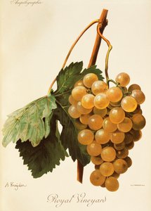 Royal Vineyard üzüm, A. Kreyder by Alexis Kreyder