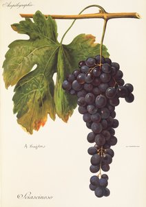 Sciascinoso üzümü, A. Kreyder by Alexis Kreyder