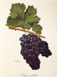 A. Kreyder tarafından Castellao üzüm mürekkebi by Alexis Kreyder