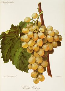 Beyaz Tokay üzümü, A. Kreyder by Alexis Kreyder