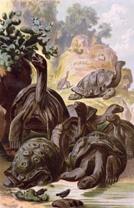 Galapagos Adaları