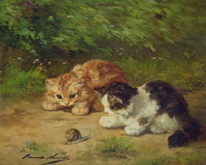 yavru kedi ve salyangoz