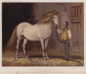 Majestelerinin Stud
