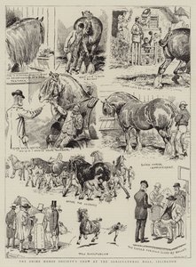 Shire Horse Society'nin Islington Tarım Salonundaki Gösterisi