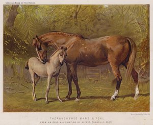 Safkan Kısrak ve Tay (renkli taş) by Alfred Chantrey Corbould