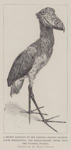 Victoria Nyanza