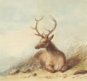 Elk, Rocky Mountains, c.1837 (kalem, tükenmez kalem ve mürekkep ve kağıt üzerine sulu boya) by Alfred Jacob Miller
