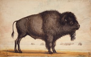 Esinti Kokusu, c.1837 (kağıt üzerine suluboya) by Alfred Jacob Miller
