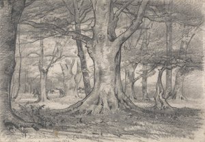 Boldrewood yakınlarında bir Orman Manzarası