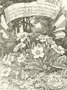 Pale Primroses (gravure) by Alfred Parsons