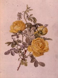 Rosa Cins, No. 10, 755, c.1910
