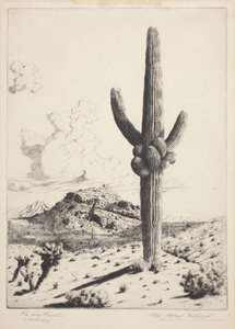 The Sentinel (Sahuaro) (gravür ve aquatint) by Alfred Rudolph Waud