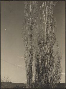  by Alfred Stieglitz