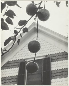 Gable ve Elmalar by Alfred Stieglitz