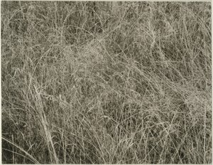 Çimen by Alfred Stieglitz