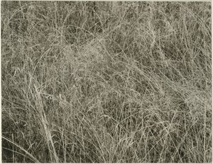 Çim, 1933. by Alfred Stieglitz